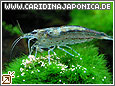 Amanogarnele Caridina japonica (multidentata)