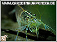 Amanogarnele Caridina japonica (multidentata)