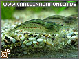 Amanogarnele Caridina japonica (multidentata)