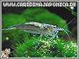 Amanogarnele Caridina japonica (multidentata)