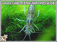 Amanogarnele Caridina japonica (multidentata)