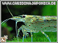 Amanogarnele Caridina japonica (multidentata)