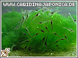 Amanogarnele Caridina japonica (multidentata)