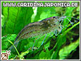 Amanogarnele Caridina japonica (multidentata)