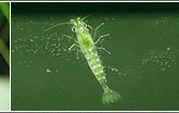 Amanogarnele Caridina japonica (multidentata)