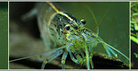 Amanogarnele Caridina japonica (multidentata)