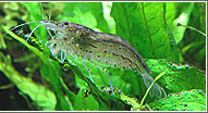 Amanogarnele Caridina japonica (multidentata)